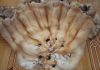Фото Продам шкуры рыжей лисы, корсак, чернобурка