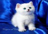 Фото Серебристые шиншиллы британские котята с голубыми глазами